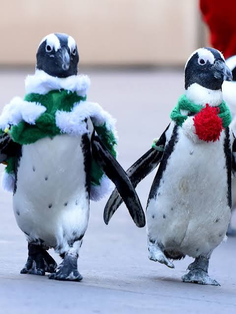 Pawise Holiday Tanze-Penguin