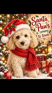 Pawise Holiday Tanze-Santa